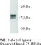 Golgin A5 antibody, MBS355107, MyBioSource, Western Blot image 