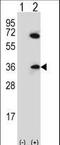 Cell Division Cycle Associated 8 antibody, LS-C168603, Lifespan Biosciences, Western Blot image 