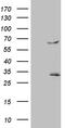 RING finger protein 84 antibody, TA810371, Origene, Western Blot image 