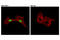 T antibody, 81694S, Cell Signaling Technology, Immunocytochemistry image 