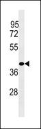 Phosphatidylinositol Specific Phospholipase C X Domain Containing 1 antibody, LS-C158675, Lifespan Biosciences, Western Blot image 