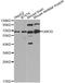 Uromodulin antibody, A1920, ABclonal Technology, Western Blot image 