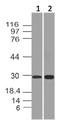 APAF1 Interacting Protein antibody, M09029, Boster Biological Technology, Western Blot image 