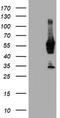 N-Myristoyltransferase 2 antibody, LS-C173607, Lifespan Biosciences, Western Blot image 
