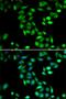 Programmed Cell Death 6 antibody, PA5-76990, Invitrogen Antibodies, Immunofluorescence image 