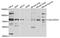 Calcium Binding And Coiled-Coil Domain 1 antibody, A7987, ABclonal Technology, Western Blot image 