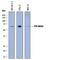 Protein Tyrosine Phosphatase Non-Receptor Type 9 antibody, AF2668, R&D Systems, Western Blot image 