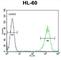 LFNG O-Fucosylpeptide 3-Beta-N-Acetylglucosaminyltransferase antibody, abx034406, Abbexa, Western Blot image 