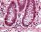 PR/SET Domain 5 antibody, orb87834, Biorbyt, Immunohistochemistry paraffin image 