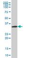 Neurogenin 2 antibody, MCA5092Z, Bio-Rad (formerly AbD Serotec) , Western Blot image 