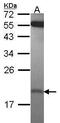 Interleukin-1 family member 7 antibody, PA5-28817, Invitrogen Antibodies, Western Blot image 