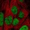 C8orf52 antibody, NBP2-33826, Novus Biologicals, Immunocytochemistry image 