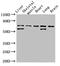 Baculoviral IAP Repeat Containing 2 antibody, orb53375, Biorbyt, Western Blot image 