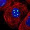 Ribosomal RNA Processing 1 antibody, HPA018166, Atlas Antibodies, Immunofluorescence image 