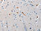 Neuregulin 3 antibody, CSB-PA262646, Cusabio, Immunohistochemistry paraffin image 