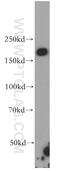 Inverted Formin, FH2 And WH2 Domain Containing antibody, 20466-1-AP, Proteintech Group, Western Blot image 