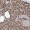 Pleckstrin Homology Domain Containing A3 antibody, HPA034497, Atlas Antibodies, Immunohistochemistry frozen image 