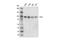 Enhancer Of Zeste 1 Polycomb Repressive Complex 2 Subunit antibody, 42088S, Cell Signaling Technology, Western Blot image 