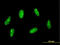 Sin3A Associated Protein 30 antibody, LS-C133578, Lifespan Biosciences, Immunofluorescence image 