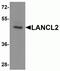 LanC Like 2 antibody, NBP2-81845, Novus Biologicals, Western Blot image 