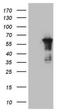 Centrosomal Protein 55 antibody, NBP2-46241, Novus Biologicals, Western Blot image 
