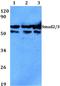 SMAD Family Member 3 antibody, A00059-1, Boster Biological Technology, Western Blot image 