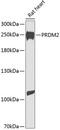 PR/SET Domain 2 antibody, 23-660, ProSci, Western Blot image 