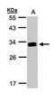 IFI30 Lysosomal Thiol Reductase antibody, orb69768, Biorbyt, Western Blot image 