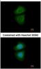 WD Repeat Domain 77 antibody, NBP2-20901, Novus Biologicals, Immunocytochemistry image 