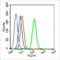 Insulin Like Growth Factor 1 Receptor antibody, orb10923, Biorbyt, Flow Cytometry image 