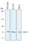 Kruppel Like Factor 10 antibody, AF7016, R&D Systems, Western Blot image 