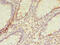 Transmembrane Protein 165 antibody, CSB-PA023739LA01HU, Cusabio, Immunohistochemistry frozen image 