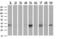 Microtubule Associated Protein RP/EB Family Member 2 antibody, LS-C785927, Lifespan Biosciences, Western Blot image 