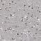 Centrosomal Protein 89 antibody, HPA039382, Atlas Antibodies, Immunohistochemistry frozen image 