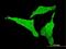 Cyclin Dependent Kinase Like 2 antibody, MA5-20569, Invitrogen Antibodies, Immunofluorescence image 