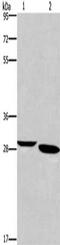 NRG1 antibody, CSB-PA940332, Cusabio, Western Blot image 