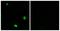 F2R Like Thrombin Or Trypsin Receptor 3 antibody, LS-C121021, Lifespan Biosciences, Immunofluorescence image 