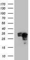 CSR antibody, TA800389AM, Origene, Western Blot image 