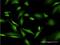 Purine Rich Element Binding Protein A antibody, H00005813-M07, Novus Biologicals, Immunocytochemistry image 