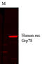 Heat Shock Protein Family A (Hsp70) Member 5 antibody, LS-C232035, Lifespan Biosciences, Western Blot image 