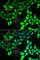 Kinesin Family Member 2B antibody, A6480, ABclonal Technology, Immunofluorescence image 