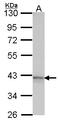 Adenosine A1 Receptor antibody, LS-C109278, Lifespan Biosciences, Western Blot image 