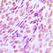 RUNX Family Transcription Factor 1 antibody, LS-C353932, Lifespan Biosciences, Immunohistochemistry frozen image 
