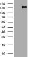 TSC Complex Subunit 1 antibody, LS-C175718, Lifespan Biosciences, Western Blot image 