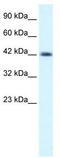 Y-Box Binding Protein 1 antibody, TA335743, Origene, Western Blot image 