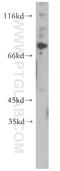 MYB Proto-Oncogene, Transcription Factor antibody, 17800-1-AP, Proteintech Group, Western Blot image 