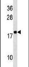 Ribosomal Protein Lateral Stalk Subunit P2 antibody, PA5-26335, Invitrogen Antibodies, Western Blot image 