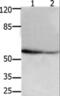 Apoptosis inhibitor 5 antibody, LS-C402388, Lifespan Biosciences, Western Blot image 