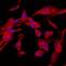 Calponin 1 antibody, AF7900, R&D Systems, Immunofluorescence image 