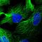 Leucine-rich repeat-containing protein 34 antibody, HPA035747, Atlas Antibodies, Immunofluorescence image 